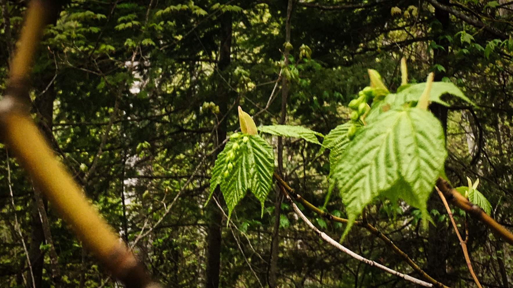 Tree Bud, Stacey Vetzal